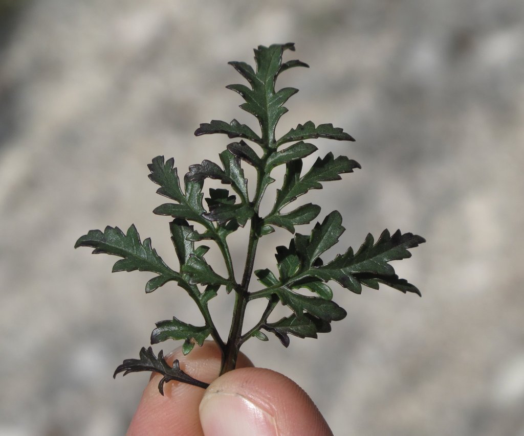 Scrophularia canina